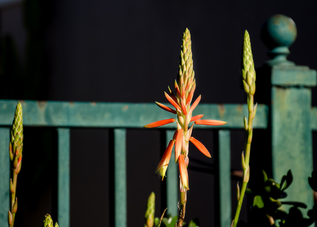 Aloe Aloe by salza