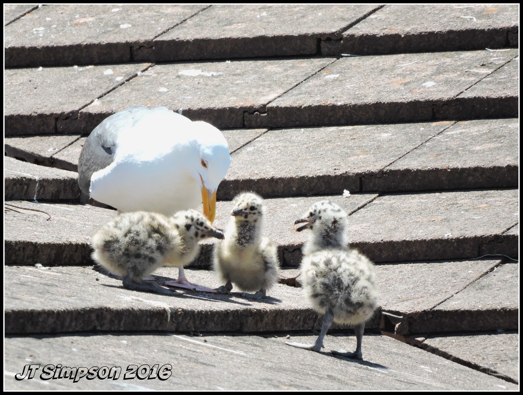Baby Gulls by soylentgreenpics