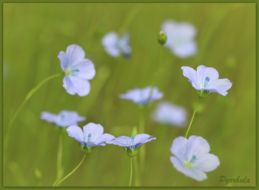 Flax, the flowers. by pyrrhula