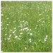 Meadow Flowers by wilkinscd