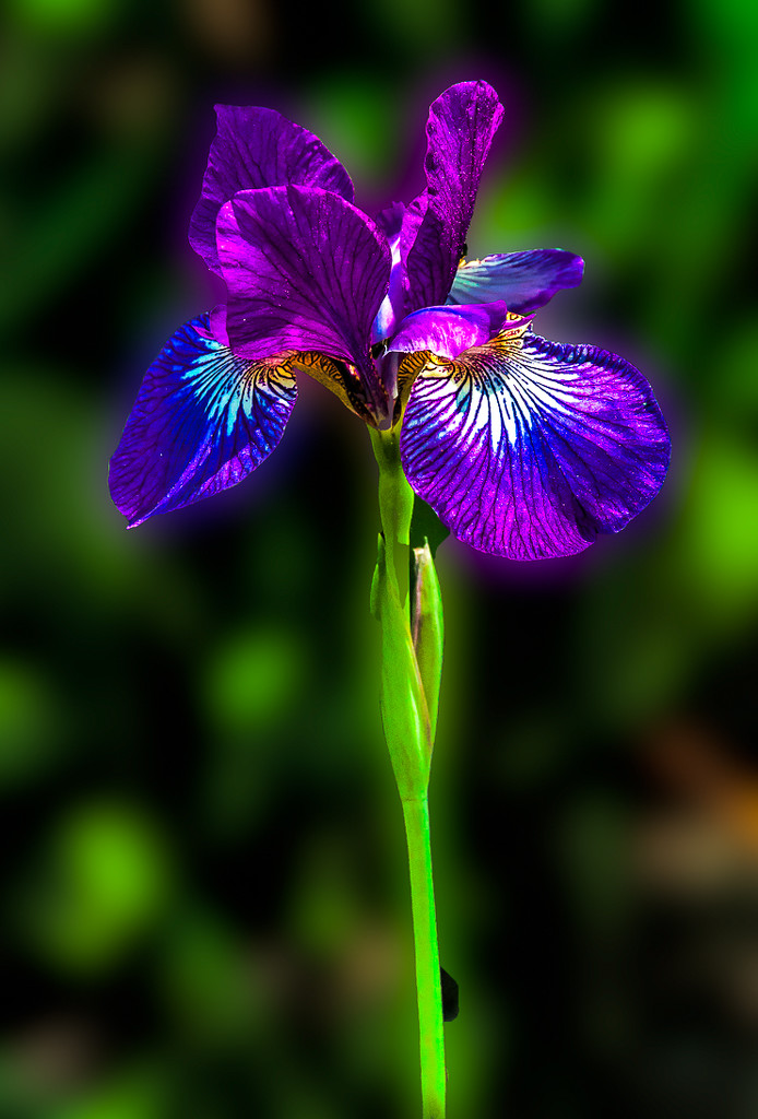 Iris by joansmor