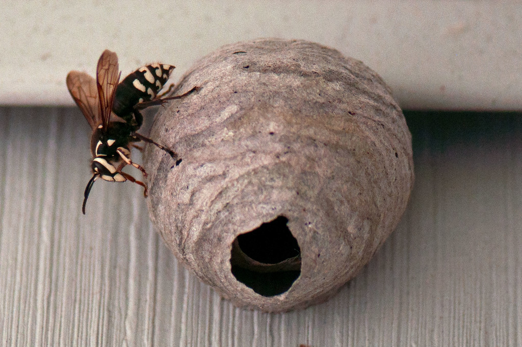 Hornet's nest by dianen