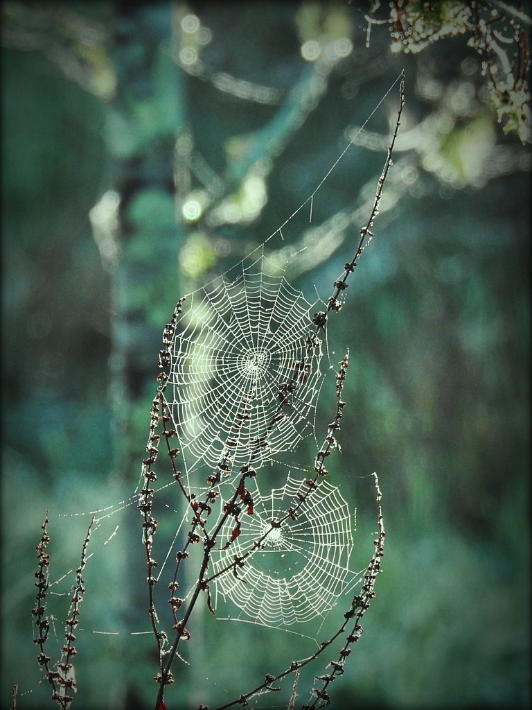 cobwebs by yorkshirekiwi