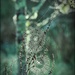 cobwebs by yorkshirekiwi