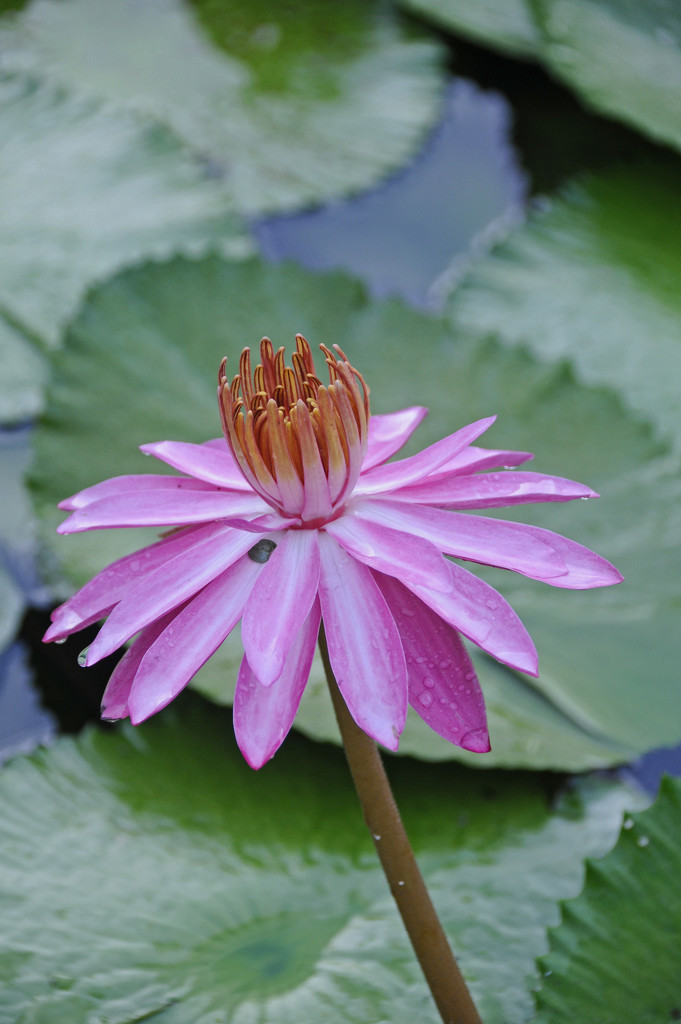 Lotus Flower by ianjb21