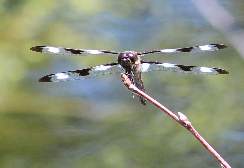 Spotted Skimmer by juletee