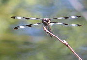 19th Jun 2016 - Spotted Skimmer