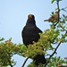 Blackbird and Wren by oldjosh