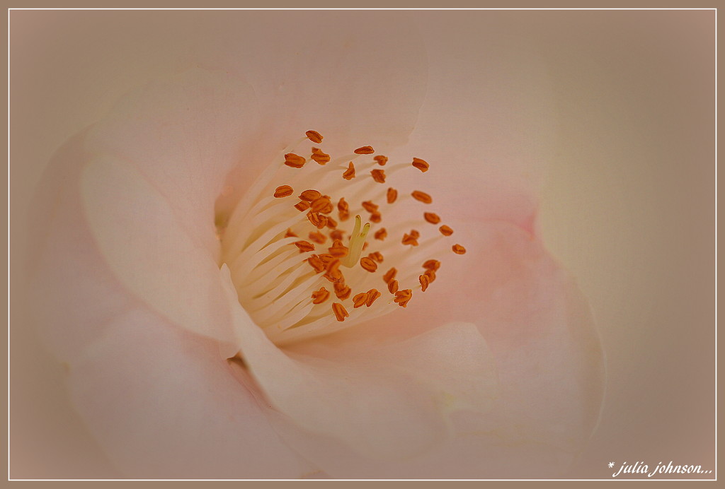 Camellia Quintessence by julzmaioro