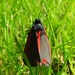 Cinnabar Moth by oldjosh