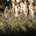 backlit grassses by aecasey