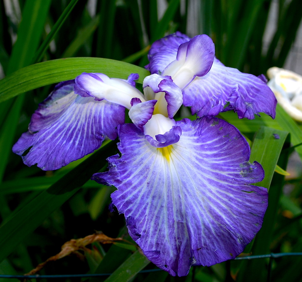 Iris, Swan Lake Iris Gardens, Sumter, SC by congaree