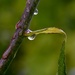 Catching the Rain Drops_DSC5943 by merrelyn
