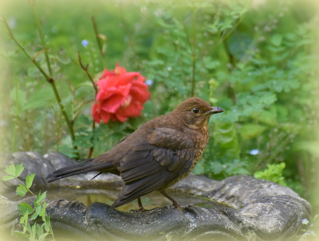 Mrs Blackbird by rosiekind