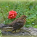 Mrs Blackbird by rosiekind