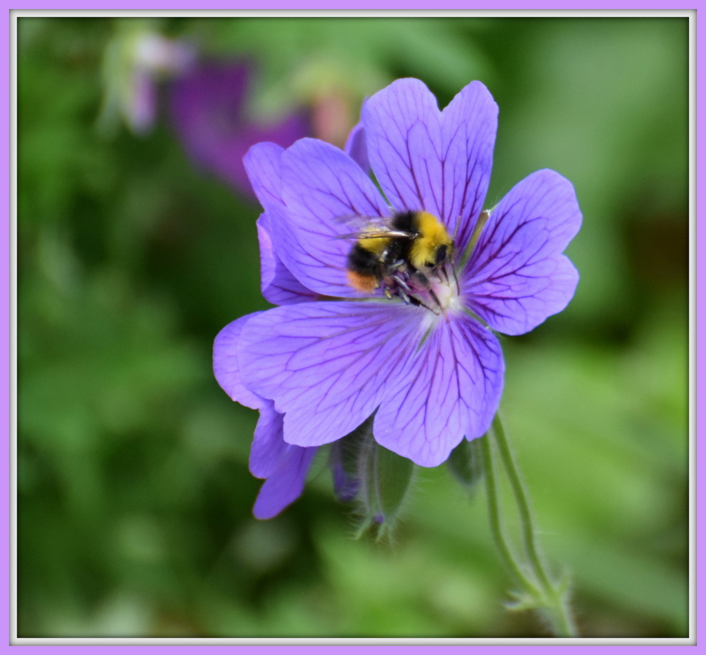 Bee pretty by rosiekind