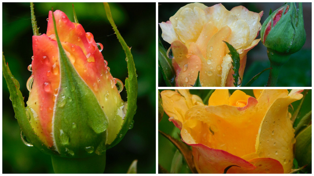 Raindrops on roses by 365anne
