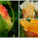 Raindrops on roses by 365anne