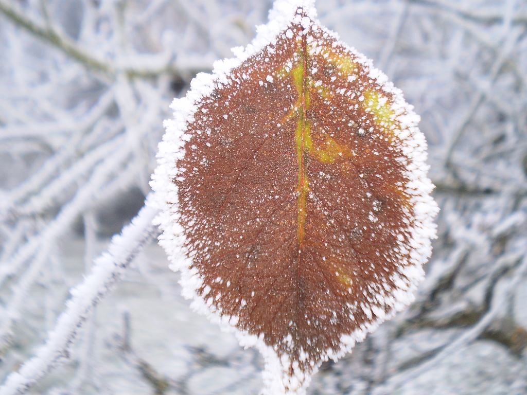 Frozen leaf  by snowy