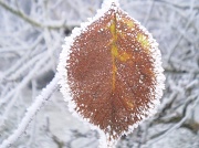 8th Dec 2010 - Frozen leaf 
