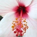Hibiscus by dakotakid35