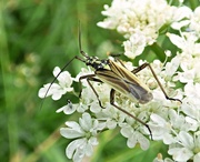 20th Jun 2016 - Meadow plant bug (Leptopterna dolabrata)