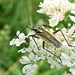 Meadow plant bug (Leptopterna dolabrata) by julienne1
