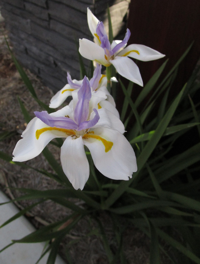Lovely Iris flower by kerenmcsweeney