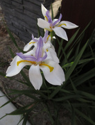 21st Jun 2016 - Lovely Iris flower