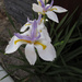 Lovely Iris flower by kerenmcsweeney