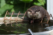 20th Jun 2016 - Small-clawed otter