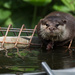 Small-clawed otter by leonbuys83