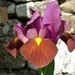 Iris by shirleybankfarm