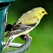 Female yellow finch by sailingmusic