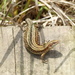  Common Lizard  by susiemc