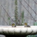 Little birds - big splash by gilbertwood