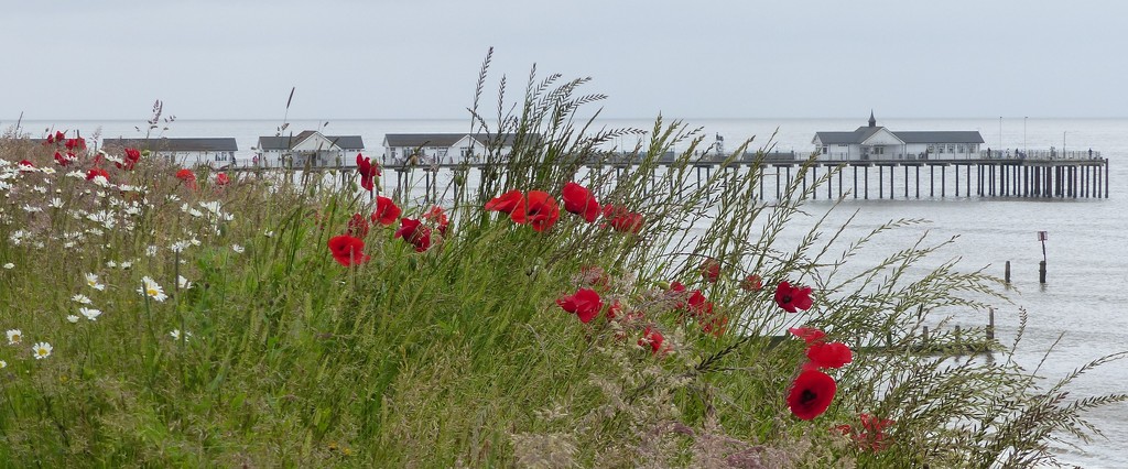 Poppies, Daisies and Southwold Pier by susiemc