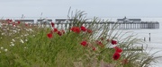 20th Jun 2016 - Poppies, Daisies and Southwold Pier