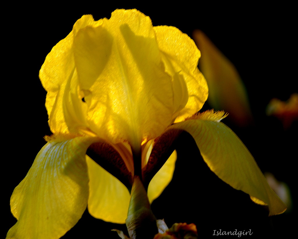 Yellow Iris  by radiogirl