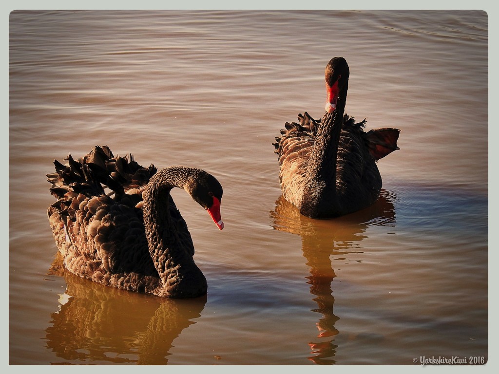 Swans by yorkshirekiwi