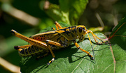20th Jun 2016 - Southern Lubber Grasshopper!