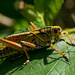 Southern Lubber Grasshopper! by rickster549