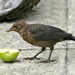 Granny Smith and the Blackbird. by wendyfrost