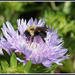 Bee-utiful by allie912