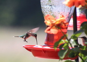 17th Jun 2016 - First hummingbird
