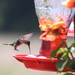 First hummingbird by kiwinanna