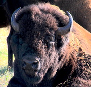 18th Jun 2016 - Basking bison