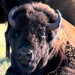 Basking bison by kiwinanna