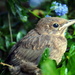 Baby blackbird by jeff