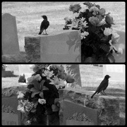 21st Jun 2016 - Cemetery Song - A Story
